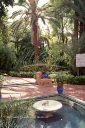 Image du Maroc Professionnelle de  Le Jardin Majorelle une pure merveille crée par le peintre français Jacques Majorelle, qui a eu le coup de foudre pour Marrakech. Yves Saint Laurent et Pierre Bergé font l’acquisition de ce havre de paix durant les années quatre-vingt où Yves Saint Laurent dessina plusieurs pièces. son voeux était de faire de ce parc une œuvre d’art vivante. On y découvre des plantes provenant des cinq continents, yuccas d’Océanie, lotus d’Asie, cactus d’Amérique, palmiers d’Afrique et cyprès d’Europe …, à Marrakech le Lundi 18 Août 1997. ((Photo / Abdeljalil Bounhar)